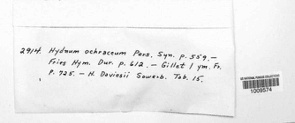 Steccherinum ochraceum image